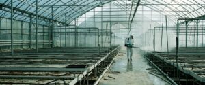Дезинфекция теплиц и тепличных комплексов